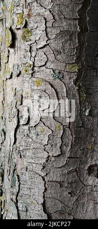 Immagine verticale di corteccia vorticosa e lichen su tronco di albero grigio Foto Stock