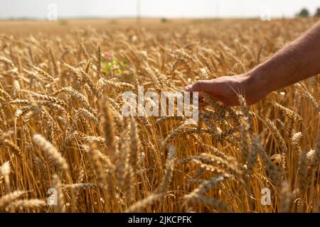 La mano di un uomo tiene in un campo un guglie di grano Foto Stock