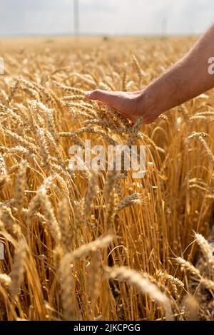 La mano di un uomo tiene in un campo un guglie di grano Foto Stock