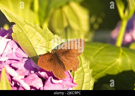 Un maschio marrone prato che prende una pausa su un arbusto Hortensia Foto Stock