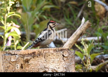 Il picchio grande spotted giovanile arroccato su un ceppo dell'albero. Bergisches Land, Germania. Foto Stock