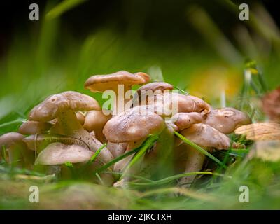 Un gruppo di funghi fritti di pollo (Lyophyllum decastes) in giardino Foto Stock
