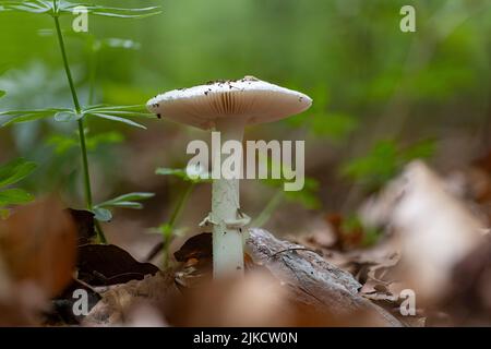 Un primo piano di un falso fungo di testa di deathroom (Amanita citrina) Foto Stock