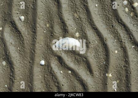 Mudflat nel Parco Nazionale di Wattenmeer, Mare del Nord, Germania Foto Stock