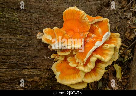 Fungo che mangia legno su un tronco di albero morto. Alsazia Francia. Questa pianta, di sorprendente colore giallo decora un pezzo di legno morto nella foresta. Foto Stock