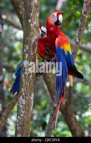 Un primo piano verticale di un macaw scarlatto appollaiato su un ramo di un albero in una foresta. Foto Stock