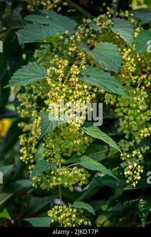 Luppolo comune / luppolo (Humulus lupus) primo piano di fiori maschi fioriti in estate Foto Stock