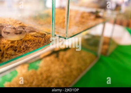 Baby boa all'interno di un serbatoio di vetro in un negozio di animali esotici Foto Stock