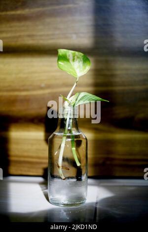 Chiudere il vaso del biberon con la foglia e la luce solare Foto Stock