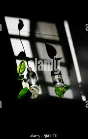 Ombra di vaso in bottiglia con foglia Foto Stock
