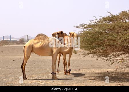 Oman, cammello a piedi gratuito vicino a una strada, bellissimo paesaggio arido di montagne Foto Stock