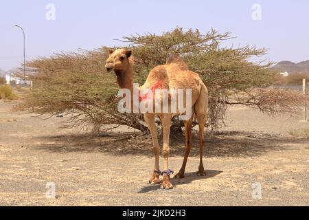 Oman, cammello a piedi gratuito vicino a una strada, bellissimo paesaggio arido di montagne Foto Stock