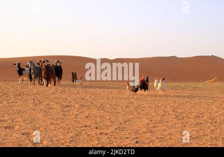 Capre e polli recinzione sotto le dune del deserto wahiba sabbia in Oman Foto Stock