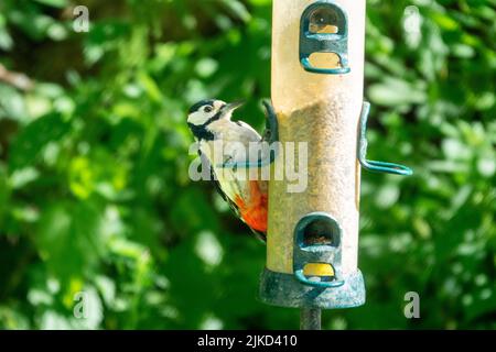 Grande picchio macinato (Dendrocopos Major) che si nutrono in un alimentatore di uccelli presso la Riserva Naturale della Diga di Adel. Foto Stock