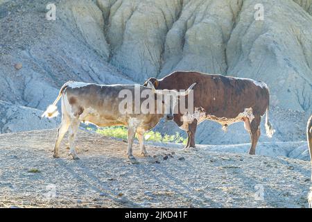 Bestiame di Watusi in Butte di studio, Texas Foto Stock