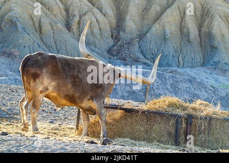 Bestiame di Watusi in Butte di studio, Texas Foto Stock