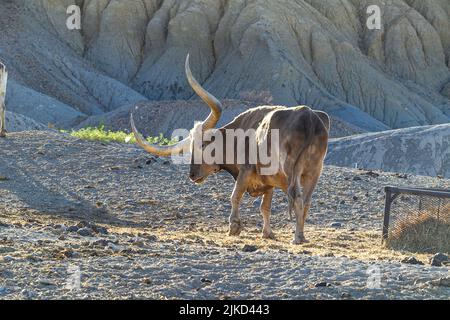 Bestiame di Watusi in Butte di studio, Texas Foto Stock