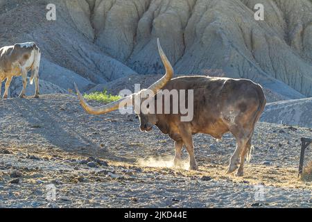 Bestiame di Watusi in Butte di studio, Texas Foto Stock