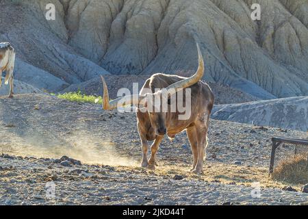 Bestiame di Watusi in Butte di studio, Texas Foto Stock