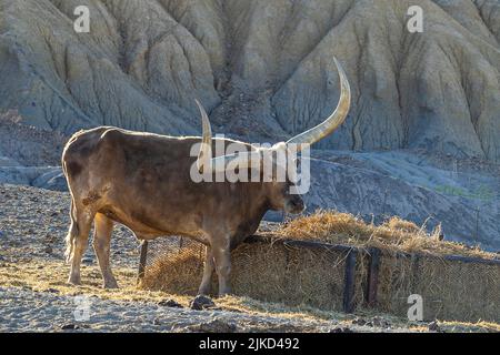 Bestiame di Watusi in Butte di studio, Texas Foto Stock