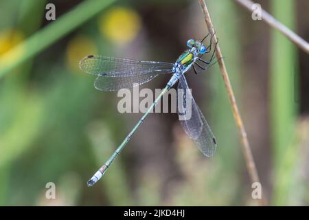 Emerald damselfly (Lestes spugsa), Inghilterra, Regno Unito Foto Stock