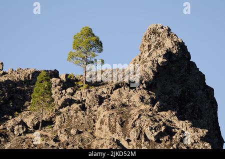 Scogliera e pini delle isole Canarie Pinus canariensis. Il Parco Rurale di Nublo. Tejeda. Gran Canaria. Isole Canarie. Spagna. Foto Stock