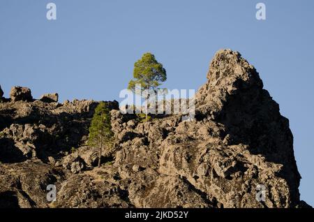 Scogliera e pini delle isole Canarie Pinus canariensis. Il Parco Rurale di Nublo. Tejeda. Gran Canaria. Isole Canarie. Spagna. Foto Stock