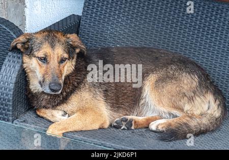 Cane sdraiato sulla sedia Foto Stock