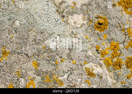 lichen presumibilmente sulla superficie di arenaria di quarzite sotto la luce diretta del sole - struttura e sfondo full-frame Foto Stock