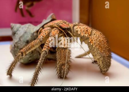 Il granchio di cocco Birgus latro , è una specie di eremita terrestre , conosciuta come ladro di ladri , di ganjo o di palma. Foto Stock