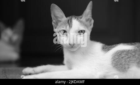 Un primo piano in scala di grigi di un adorabile gatto Foto Stock