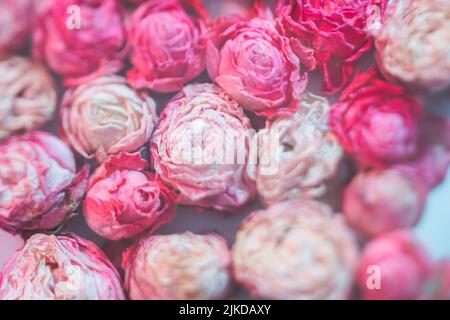 festive fiore decorazione secco rosa mix defocused Foto Stock