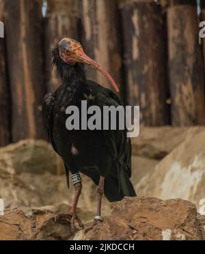 Ibis rock in gabbia nello zoo garten vicino a recinzione in legno vecchio Foto Stock