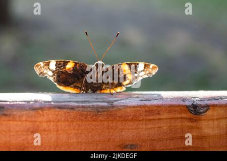 Farfalla marrone che raccoglie calore dal calore del tramonto. Foto macro a farfalla retroilluminata, messa a fuoco morbida. Foto Stock