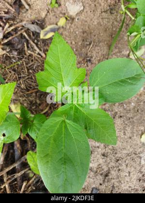 Un alberi piccoli (ricino giovane) i semi sono velenosi se il tronco è estratto senza calore e può essere Foto Stock