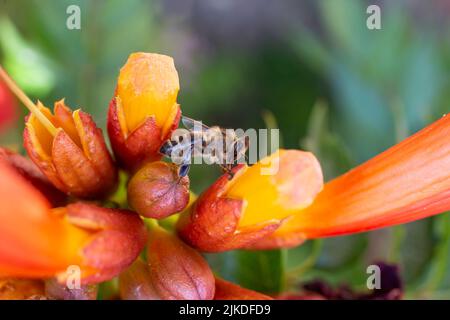 Foto soft focus di un'ape su riduttore laterale (Campsis Radicans) fiori Foto Stock