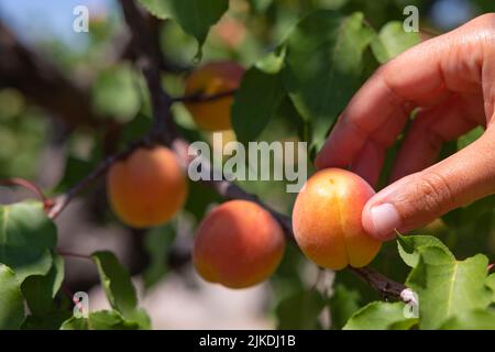 Raccolta di albicocche. Donna che raccoglie un'albicocca da un albero. Raccolta di frutta biologica cruda foto di sfondo. Foto Stock