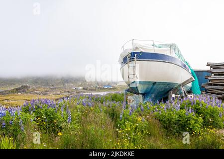 Peschereccio su terra circondato da gruppi di lupini selvatici blu e bianchi a Qaqortoq, Groenlandia, il 13 luglio 2022 Foto Stock