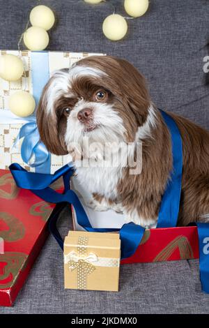 9 mesi di shih tzu fissando e testa inclinando, seduto all'interno di una scatola regalo aperta. Foto Stock