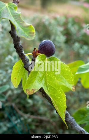 fichi che crescono su un albero di fichi Foto Stock