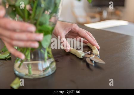 Le mani delle donne che tengono un vaso e forbici da giardino Foto Stock