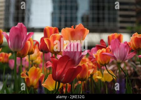 I tulipani si trovano di fronte ai grattacieli nel centro di Calgary in primavera e in estate. Foto Stock