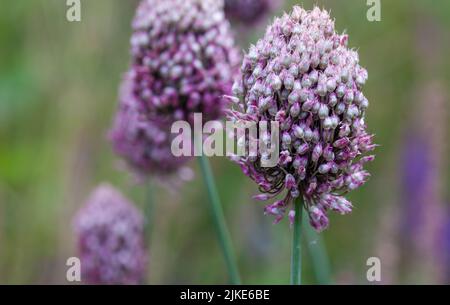 Calendario del giardinaggio - primo piano dei porri selvatici che crescono nella campagna britannica (Allium ampeloprasum ) Foto Stock