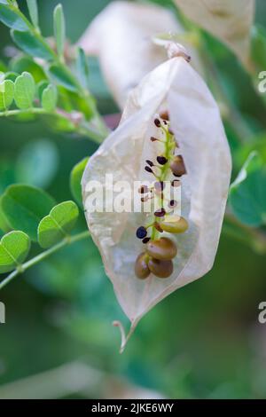 Primo piano di semi di Colutea arborescens (pianta di senna vescica comune) che crescono a Canvey Wick Nature Reserve, Essex, Gran Bretagna. Foto Stock