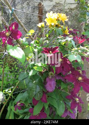 I clematis viola profondi e una rosa giallo brillante portano il colore estivo al giardino murato a Logie House, parte dell'attrazione turistica a Logie Steading. Foto Stock