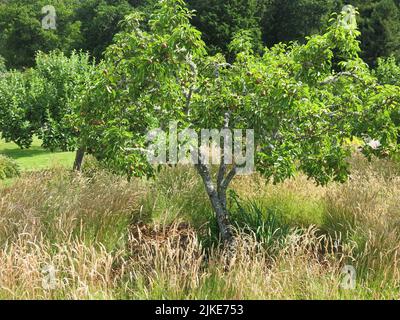 Alberi da frutto maturi piantati con erbe nella parte frutteto del giardino murato a Logie House vicino a Forres in Scozia NE. Foto Stock