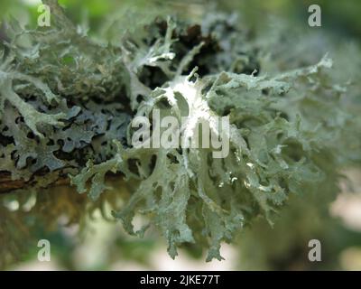 Primo piano di un lichen grigio che sta crescendo sugli alberi da frutto maturi presso la tenuta Logie House vicino a Forres, Moray. Foto Stock