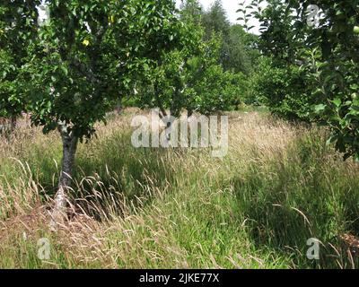 Alberi da frutto maturi piantati con erbe nella parte frutteto del giardino murato a Logie House vicino a Forres in Scozia NE. Foto Stock