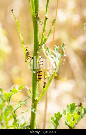 Un cinghiale Moth caterpillar (Tyria jacobaeae) a strisce gialle e nere si nutre di uno stabilimento di Tansy Ragwort nello Stato di Washington, USA. Foto Stock