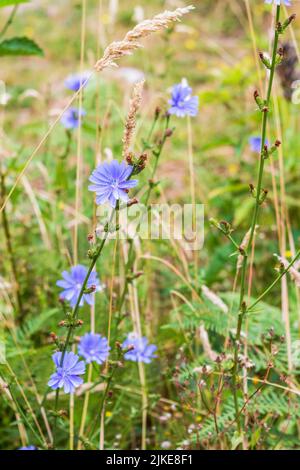 Fiori blu della cicoria (Cichorium intybus) fioriscono in un prato estivo. La pianta è commestibile e medicinale. Foto Stock